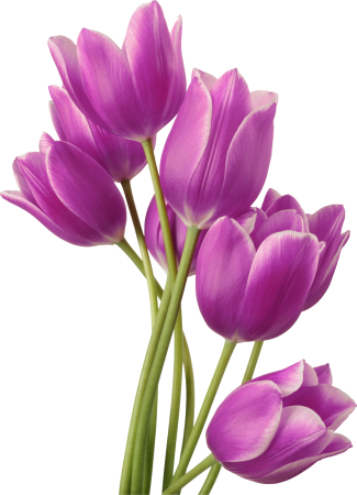 Фловерс Flowers цветы тюльпаны