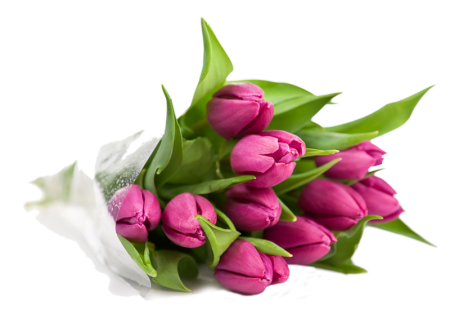 Клипарты розовые тюльпаны (49 фото)