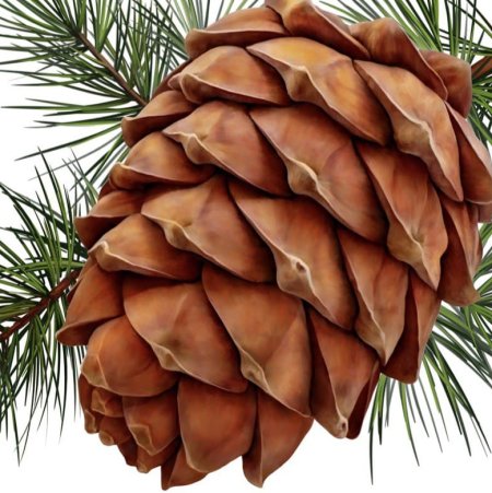 Ветка кедра