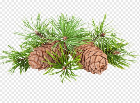 Ветка кедра с шишкой