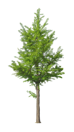 Дерево на прозрачном фоне