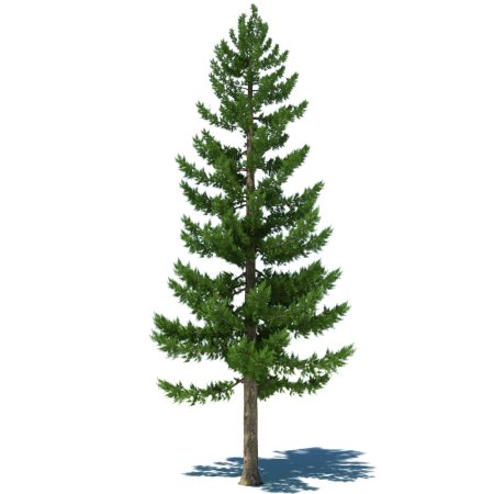 Crystal Trees ель кедр Сибирский 2.55
