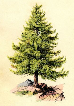 Лиственница европейская