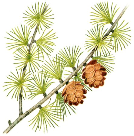 Лиственница Ольгинская - Larix Olgensis a. Henry.