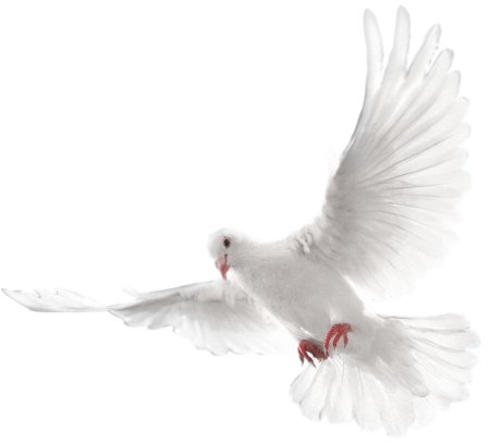 Белый голубь