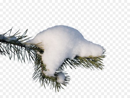 Ветка ели в снегу на прозрачном фоне