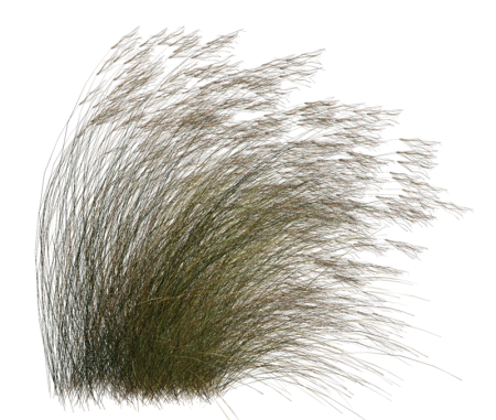 Сухая трава на прозрачном фоне