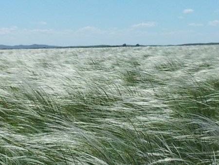 Ковыль волосатик (Тырса)