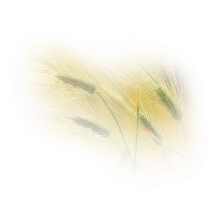 Растения на прозрачном фоне