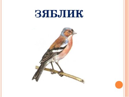Зяблик Перелетная птица