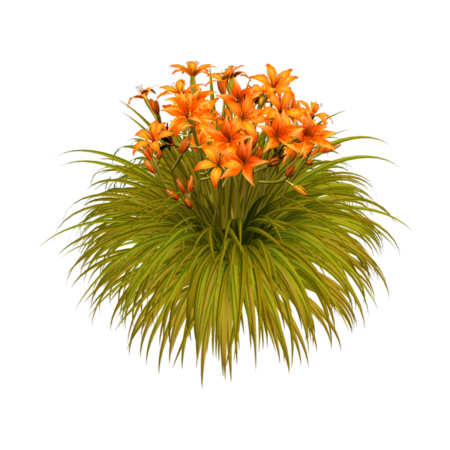 Лилейник куст PNG