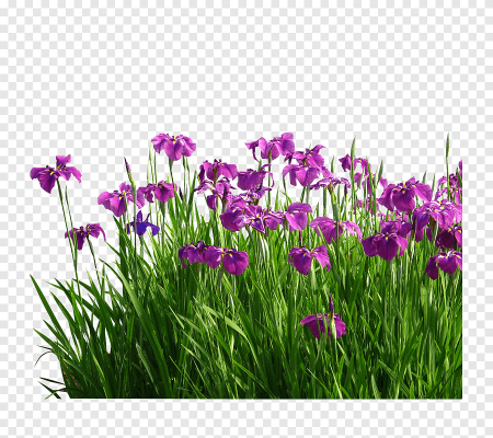 Садовые растения