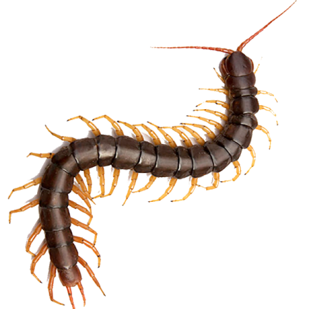 Морская сколопендра