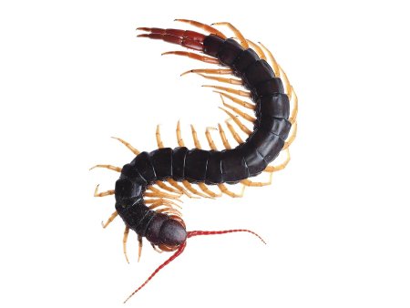 Scolopendra multidens