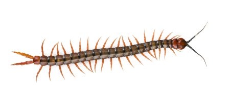 Ethmostigmus rubripes