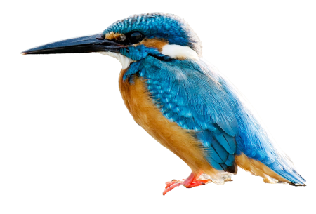 Птицы на прозрачном фоне