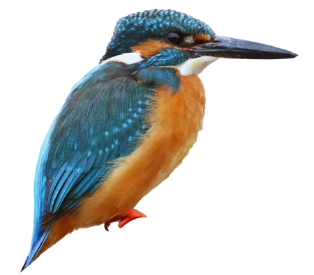 Кружка Зимородок (Kingfisher)