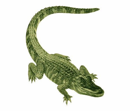Миссисипский Аллигатор