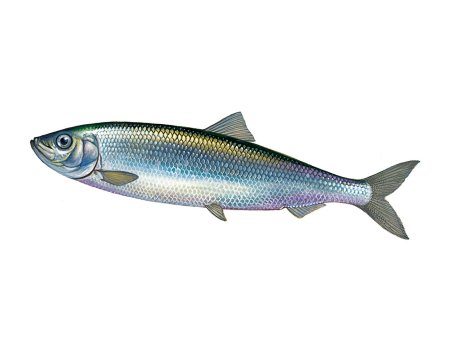 Clupea pallasii Тихоокеанская сельдь
