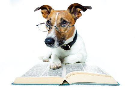 Собака с книжкой