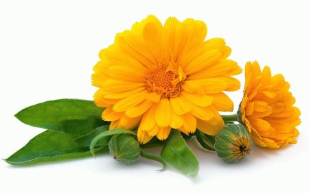 Календула вектор