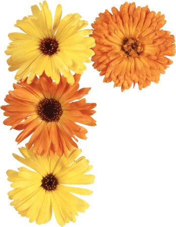 Calendula officinalis на белом фоне