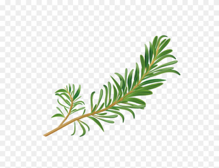 Rosemary vector