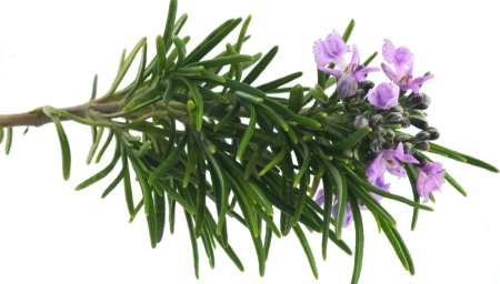 Розмарин веточка макро Rosmarinus officinalis