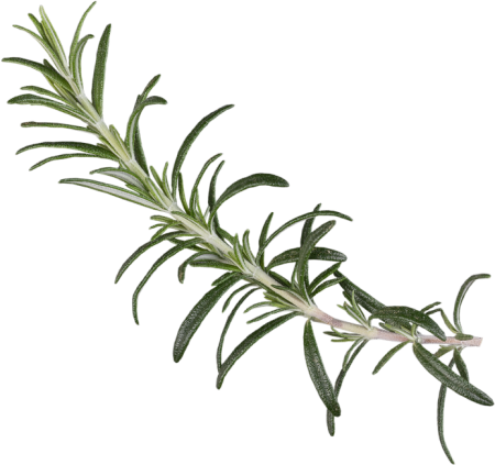 Սհօոինգ Rosemary
