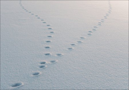 Следы на снегу