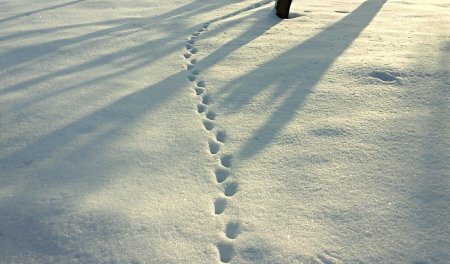 Следы на снегу