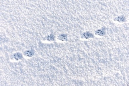 Следы кошачьих лапок на снегу
