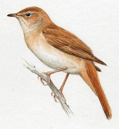Common Nightingale (Западный Соловей)