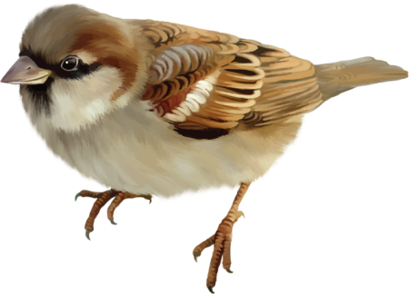 Воробей для детей