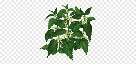 Крапива на белом фоне