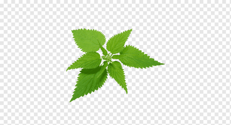 Куст крапивы