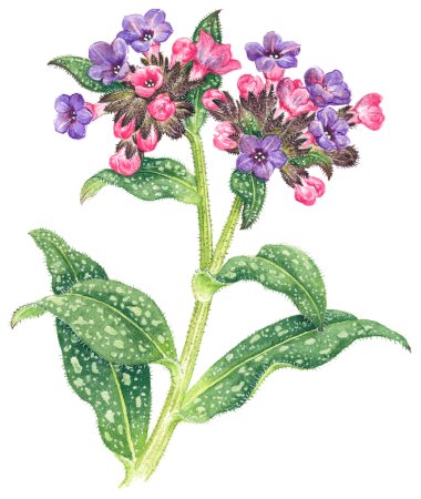 Медуница Ботаническая иллюстрация