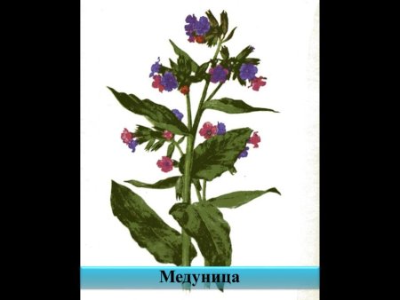 Медуница на белом фоне для детей