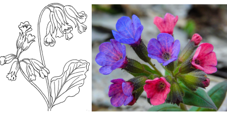 Медуница неясная (Pulmonaria Obscura Dumort