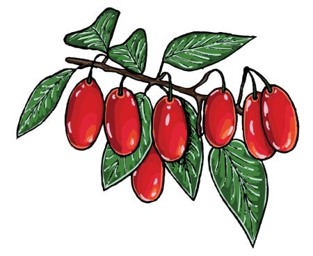 Кизил ветви