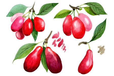 Кизил акварель
