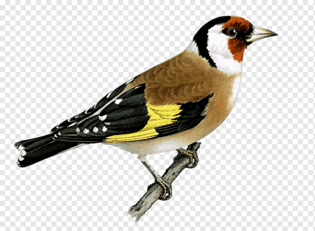 Щегол для детей