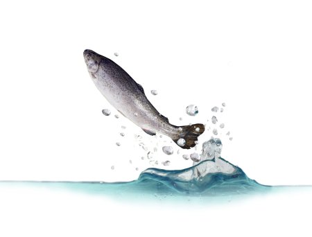 Форель выпрыгивает из воды