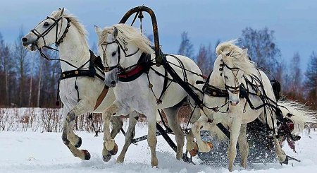 Тройка лошадей для детей