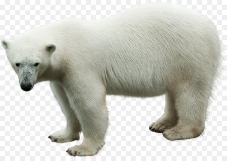 Белый медведь для детей