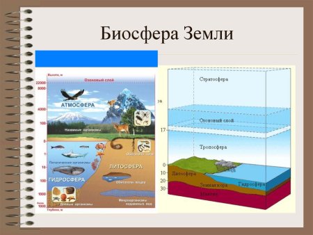 Биосфера земли