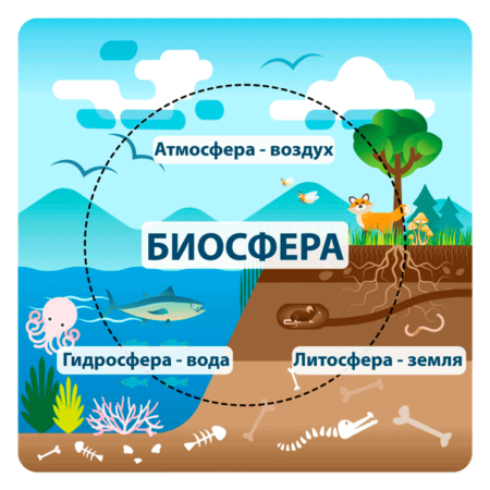 Biocenosis