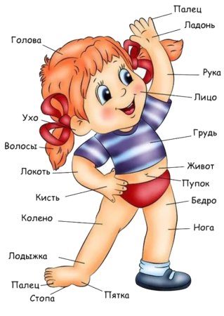 Части тела для детей