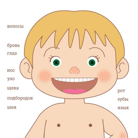 Тело человека по частям для детей