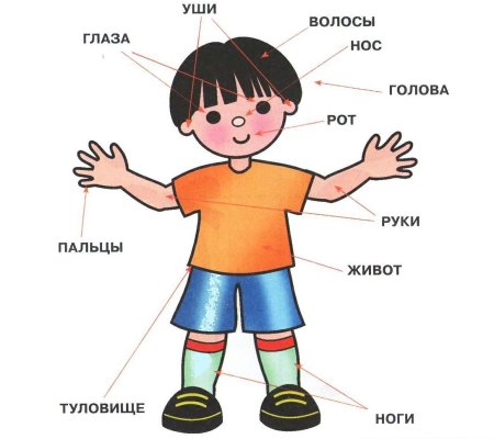 Тело человека по частям для детей